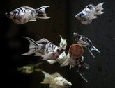 Marble (Dalmatian) Balloon Molly “C” Tail